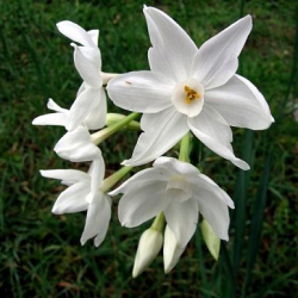 Eucharis Lily, Amazon lily Bulbs (Pack of 3 Bulb)